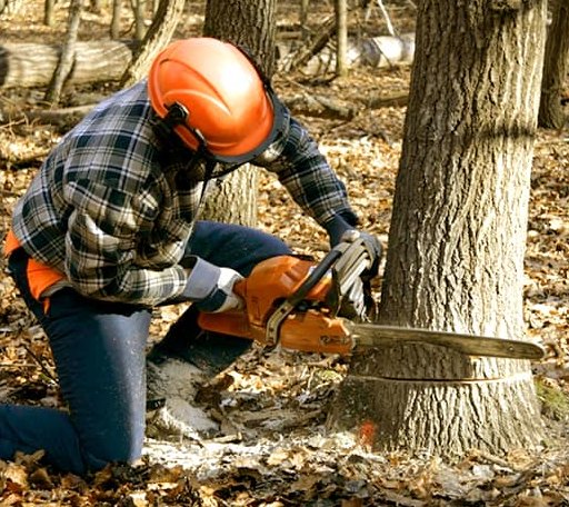 Tree Removal in Paris, AR